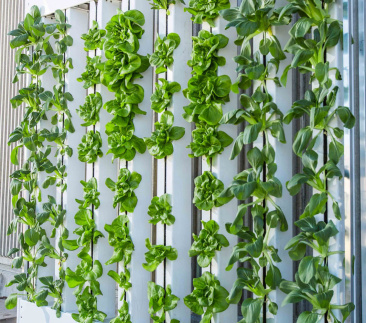 A&eacute;roponie culture verticale